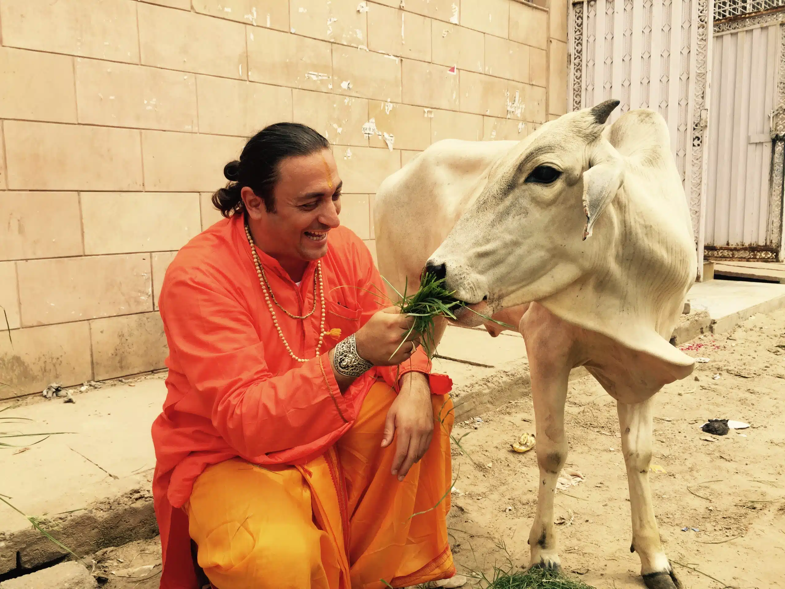 Swami Amrirananda ride e dà da mangiare ad una sacra Mucca indiana | VRINDAVANA